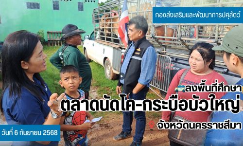 กองส่งเสริมและพัฒนาการปศุสัตว์ ลงพื้นที่ศึกษาตลาดโค-กระบือ ณ ตลาดนัดโค-กระบือบัวใหญ่ จังหวัดนครราชสีมา