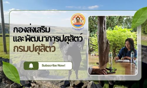 กองส่งเสริมและพัฒนาการปศุสัตว์ลงพื้นที่ศึกษาแนวทางการบริหารจัดการและการเลี้ยงโคขุนในจังหวัดนครพนมและจังหวัดสกลนคร
